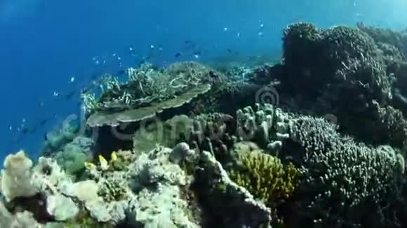健康珊瑚礁在拉贾安帕特视频的预览图