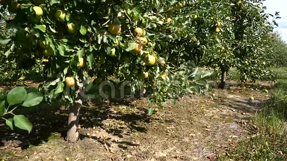 果园里有黄苹果的苹果树视频的预览图