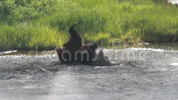 野生棕熊视频的预览图