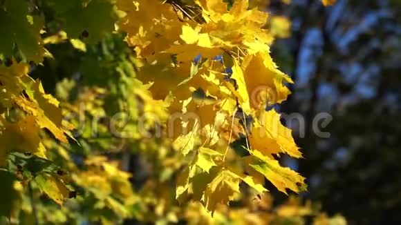 秋黄枫叶背景视频的预览图
