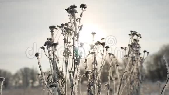 冻草阳光在风中摇曳冬雪纷飞自然美丽阳光耀眼视频的预览图