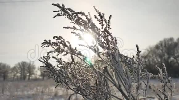 冬天的阳光下冰雪覆盖着大自然美丽的阳光视频的预览图