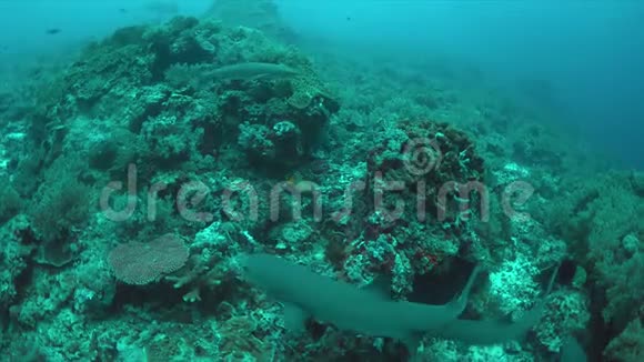 白尖礁鲨鱼在珊瑚礁上4k视频的预览图