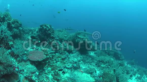 白尖礁鲨鱼在珊瑚礁上4k视频的预览图