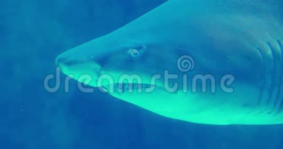 鲨鱼在鱼缸里游泳视频的预览图