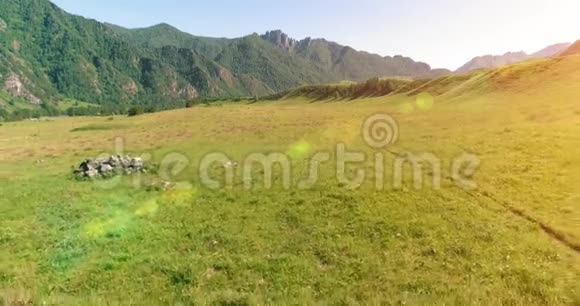 在草地上飞过野马群春山野自然自由生态概念视频的预览图