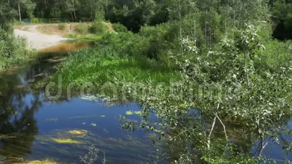 河上的自然河岸上的绿色植被视频的预览图