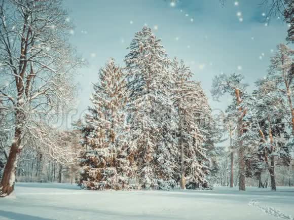 冬天的森林公园在晴天下雪时视频的预览图