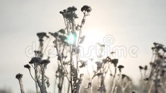 冰封的草地在冬天的雪落下阳光在风中摇曳大自然美丽的阳光视频的预览图