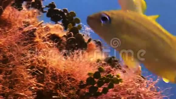 学校黄银鱼在珊瑚礁上寻找食物视频的预览图