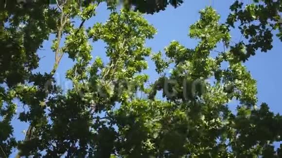 美丽的树在天空背景树的天空视频的预览图