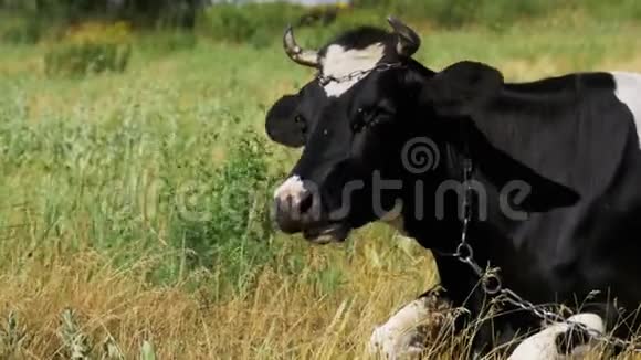 黑与白牛躺在草地上嚼草视频的预览图