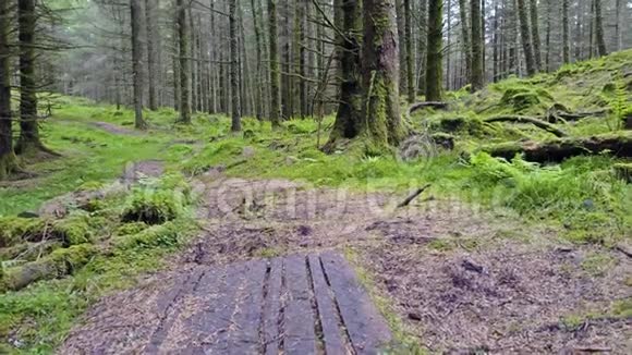 穿越苏格兰高地的森林视频的预览图