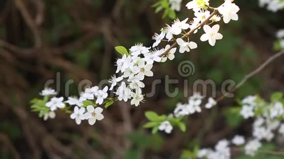 花园里美丽的白色樱花视频的预览图
