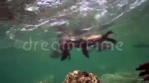 加利福尼亚的海狮萨洛弗斯加利福尼亚正在拉巴斯的科蒂斯岛与潜水员玩耍视频的预览图