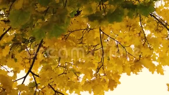 公园秋树上鲜艳的枫叶视频的预览图
