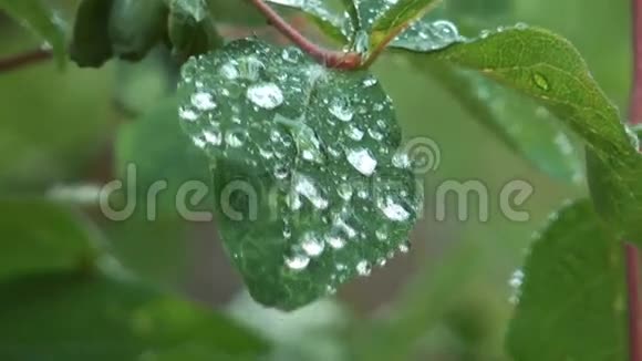 树叶上的雨滴视频的预览图
