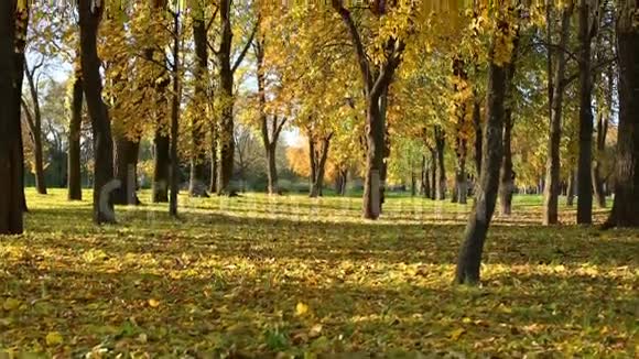 明亮的秋天森林视频的预览图