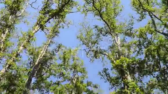 印度国家公园的景观森林视频的预览图
