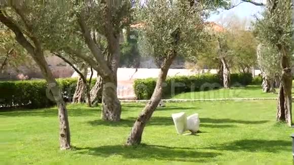 橄榄树橄榄园视频的预览图