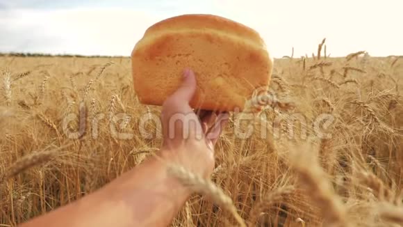 人类在麦田里拿着面包慢动作视频小麦生活方式领域的成功农学家收获时间视频的预览图