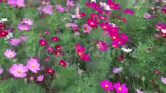 公园里美丽的花朵视频的预览图