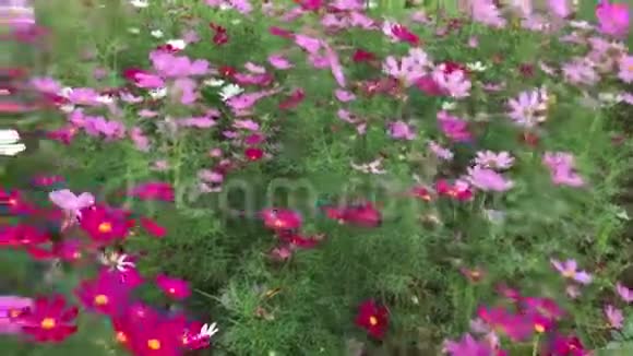 公园里美丽的花朵视频的预览图