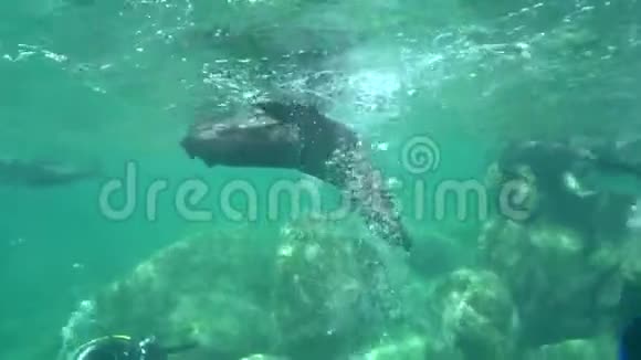 加利福尼亚的海狮萨洛弗斯加利福尼亚正在拉巴斯的科蒂斯岛与潜水员玩耍视频的预览图