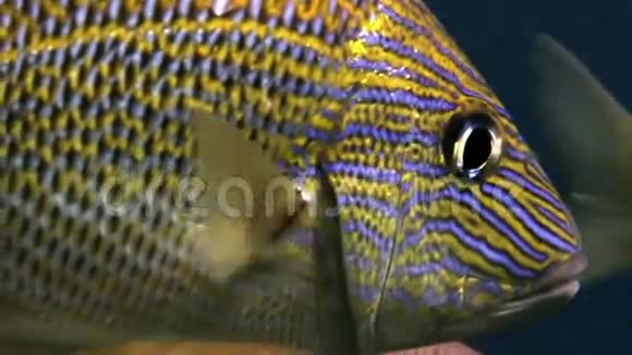 学校黄银鱼在珊瑚礁上寻找食物视频的预览图