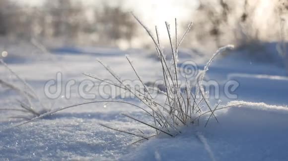 冰封的草在冬天的风中摇曳雪落大自然美丽的阳光阳光耀眼的阳光视频的预览图