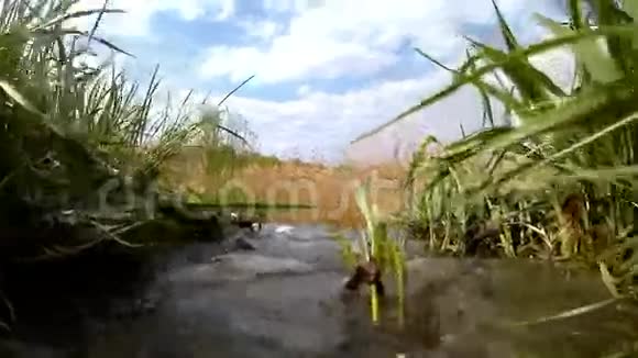 春天的小溪视频的预览图