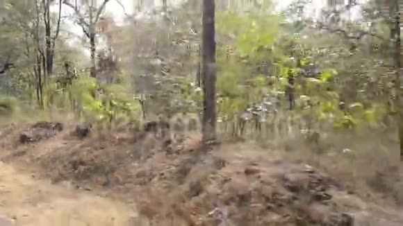 印度国家公园的森林景观视频的预览图