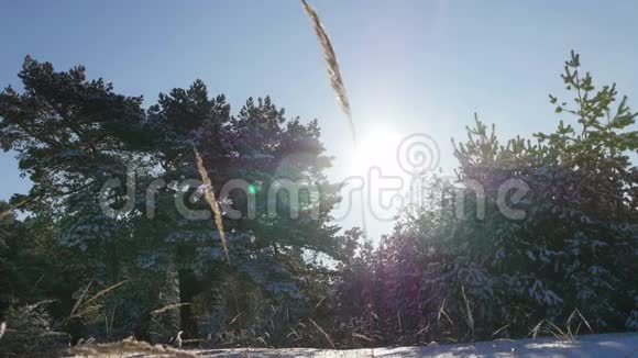 冬天的冷杉林在雪地里晒太阳视频的预览图