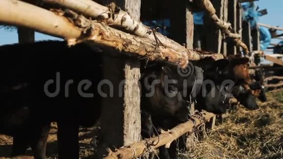 奶牛场牛棚里的牛视频的预览图