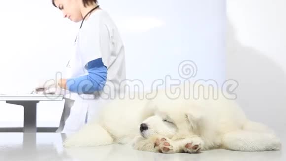 兽医诊所的兽医检查犬视频的预览图