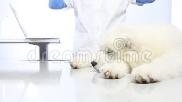 兽医诊所的兽医检查犬视频的预览图