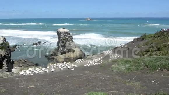 穆里瓦伊甘内殖民地新西兰视频的预览图