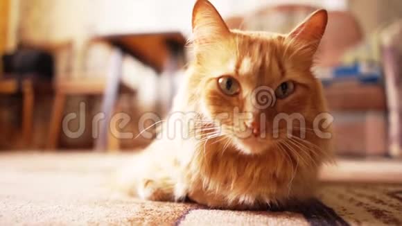 棕猫红猫金鸡视频的预览图