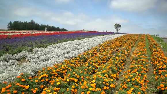 著名而美丽的全景花卉花园视频的预览图