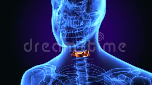 人体颈椎解剖三维图解视频的预览图