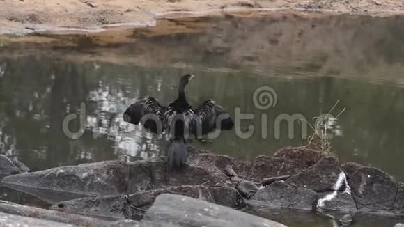 印度河中飞来的黑鸭视频的预览图