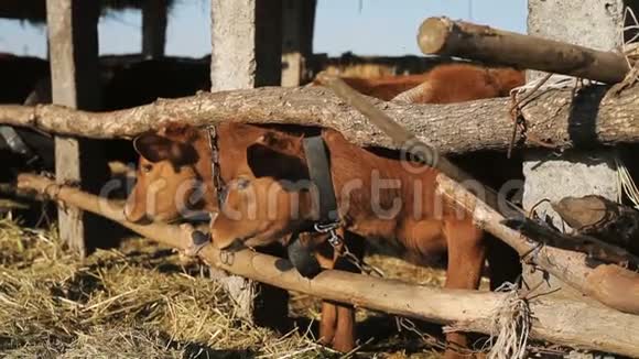 奶牛场牛棚里的牛视频的预览图