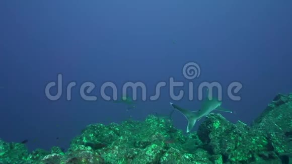 利维莱盖多群岛圣贝代迪托岛的银鳍鲨白鲸和水下摄影师视频的预览图