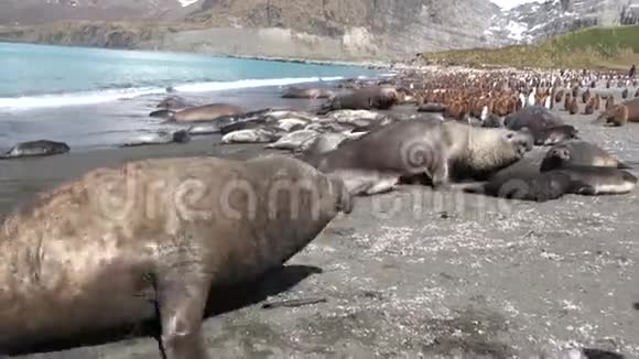 南极洲福克兰群岛海岸线上的海豹和企鹅视频的预览图