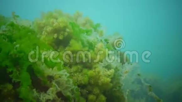 海洋绿藻和褐藻灌丛视频的预览图
