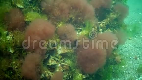 海洋绿藻和褐藻灌丛视频的预览图