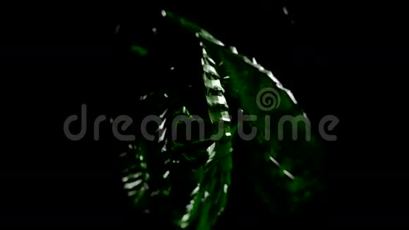 黑色背景上的绿色抽象视频的预览图
