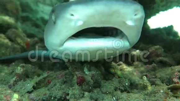 黑尖暗礁鲨鱼在水下游泳视频的预览图