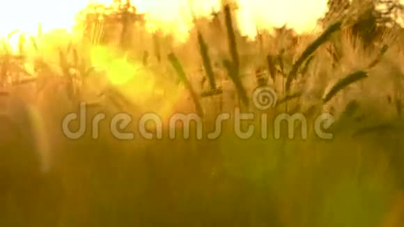 黄金日落或日出的大麦农场视频的预览图