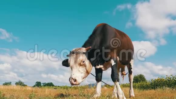 美丽的灰白牛在天空的草地上放牧视频的预览图